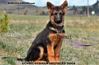 Best German shepherd breeder in the world