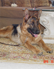 Gunbil German Shepherd Dogs