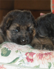Gunbil German Shepherd Dogs