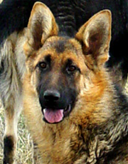 German shepherd dogs expression