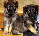 To view puppy pictures, please click here.