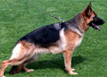 Enzi von Gunbil