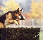 Schutzhund means protection dog