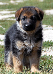 Amigo and Enschi puppy 2006 (Sinbad)