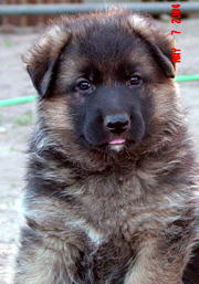 German shepherd puppies super head