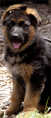 German shepherd female puppies, Boogie