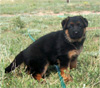 German Shepherd Puppies