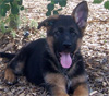 German Shepherd Import Puppies