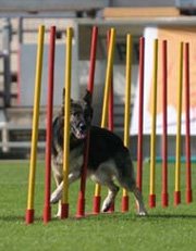 Agility