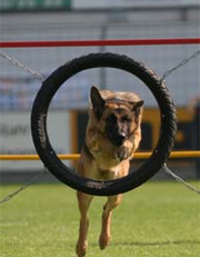 Agility3