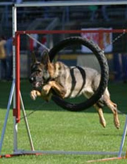 Agility4