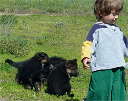 Puppy Training