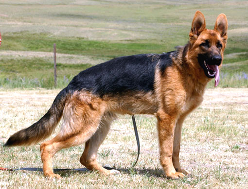 Amigo von Gunbil