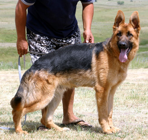 Amigo von Gunbil