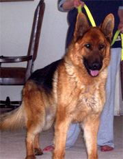 Amigo von G�nbil 2006 (Janara's son from Pakros)