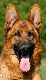Amigo von Gunbil Head