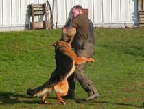 Preotection Dog Training for the Sieger Show in Germany