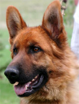 Amigo Head Picture in 2006