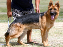 Amigo von Gunbil