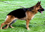 Ashanti vom Team Zellwaldrand