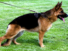 Ashanti vom Team Zellwaldrand - SchH1/Kkl1