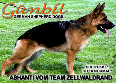 Ashanti vom Team Zellwaldrand - SchH1/Kkl1