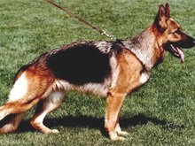 Assi von Haus Weiler