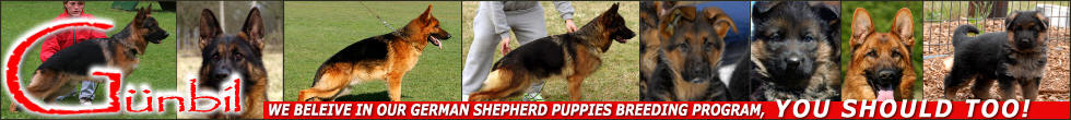 Welcome to world-famous, Gunbil German Shepherds.
