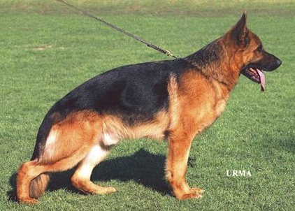 VA-1 Bax von der Luisenstrase 2003 world champion