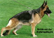 For pedigree, please click the mini banner "Pedigree Search"  on the right navigation menu marked "GSDonline.com"