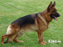 VA Canto vom Frankengold (Ashanti's Sire)