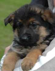 Import Puppy