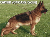 Caribik von Oasis