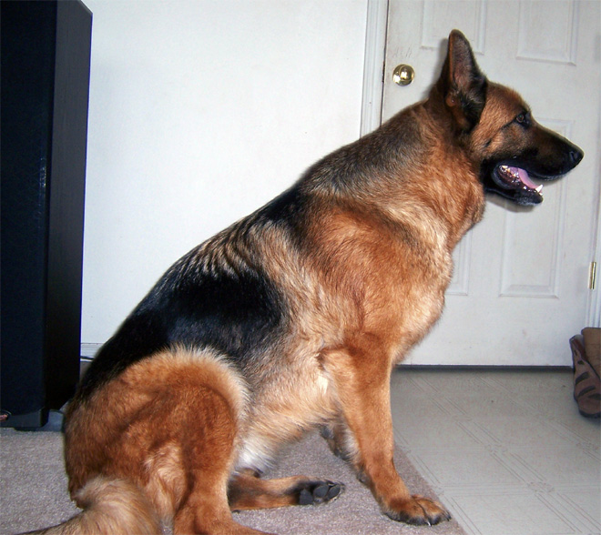 COOKIE 2006