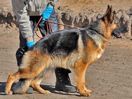 Cooper von Gunbil