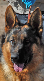 Cooper von Gunbil