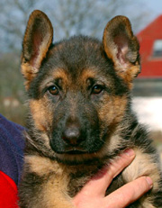 German Shepherd puppy - Dux and Isa litter