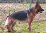Eika von den Hanfst�cken SchH1