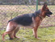 For pedigree, please click the mini banner "Pedigree Search"  on the right navigation menu marked "GSDonline.com"