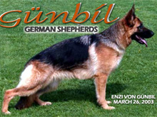 Enzi von gunbil