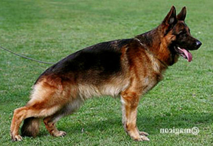 Flipp von Arlett 2005