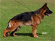 Flipp von Arlett 2003