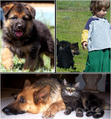 World Famous, Gunbil German Shepherd Puppies