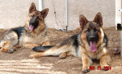 Ghismo and Ghandi - Our progeny