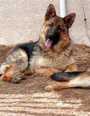 Gunbil puppies: Ghismo