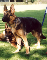 GSD
