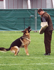 Bark and Hold