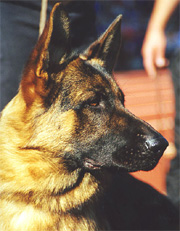 head shot