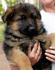 Gunbil puppy