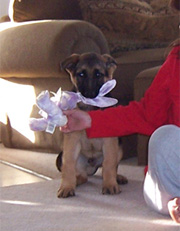 Gunbil puppy: Happy Easter in home
